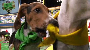 GIF by Puppy Bowl