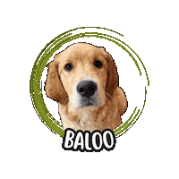 Golden Retriever Sticker by Asilo per cani Dog'sMind