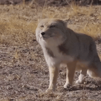 Fox Run GIF by Respective