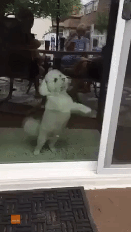Cute Dog Furiously Scratches on Door for Attention