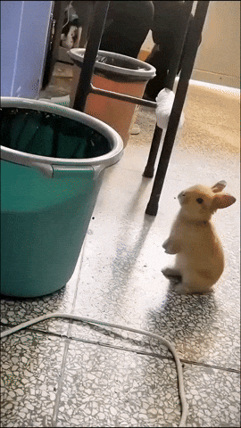 cuteanimalland giphyupload GIF