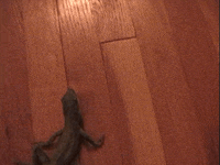 2000S Mini-Dv GIF by Charles Pieper