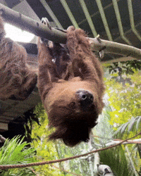 Sloth GIF by Valley Zoo Development Society