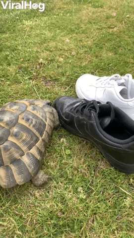 Tommy the Tortoise