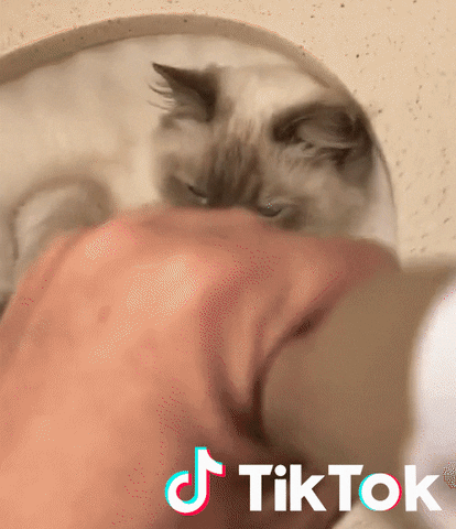 Cat GIF by TikTok France