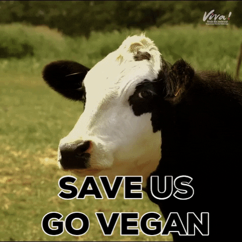 Fundacja_Viva giphygifmaker animal vegan veganism GIF