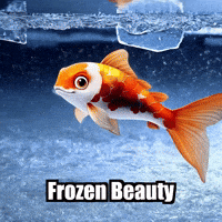 Koi Fish Winter GIF by TheConfishius