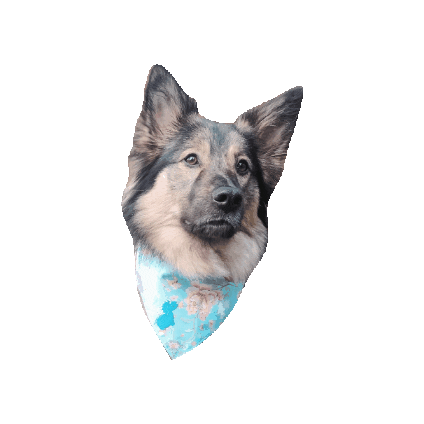 Keeshond Sticker by Geekster Pets