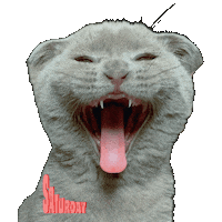Cat Day Sticker