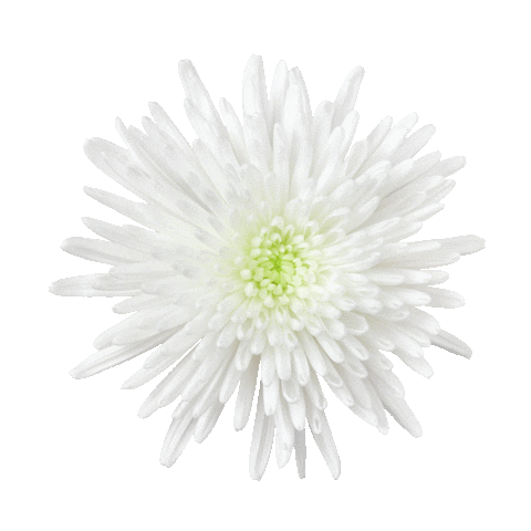 dekkerchrysanten giphyupload dekkerchrysanten dekker chrysanten dekkerchrysante Sticker