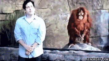 orangutan mimicking GIF by Cheezburger