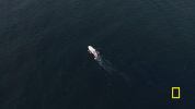 natgeochannel  GIF