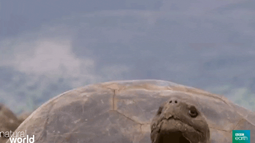 natural world surprise GIF by BBC Earth