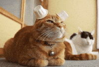 ear warmers GIF