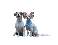 happy dog Sticker by Tales&Tails