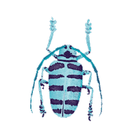 dhefloriano nature bug insects natureza Sticker