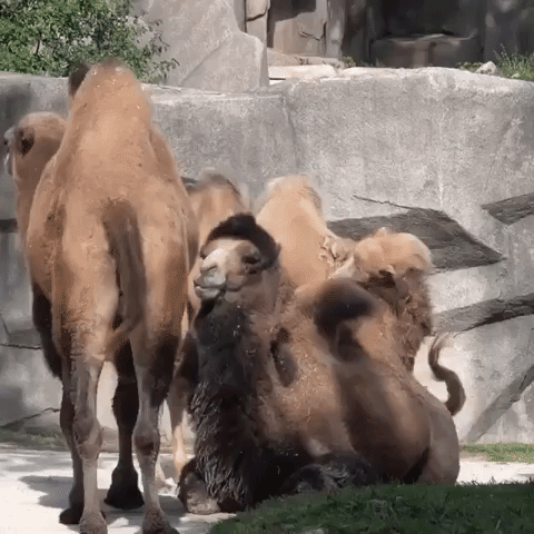 Camel Calf Pesters His Dad for Attention in Wisconsin Zoo