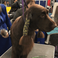 westminster dog show dogs GIF by Westminster Kennel Club