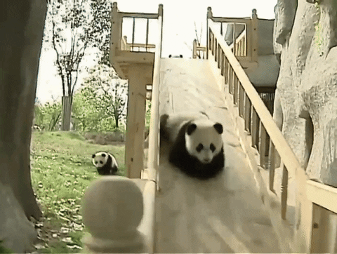 slide pandas GIF