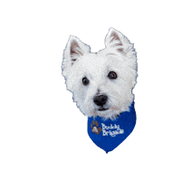 chkd_kids dog puppy westie kids health Sticker