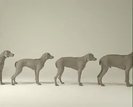 Stop Motion Dog GIF by Jason Clarke