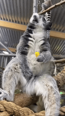Snack Eating GIF by Valley Zoo Development Society