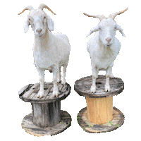 xoxofarmgirl goat goats xoxofarmgirl talk farm to me Sticker