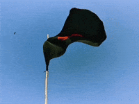Bangladesh Flag GIF
