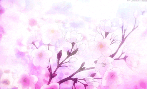 Cherry Blossom Sakura GIF