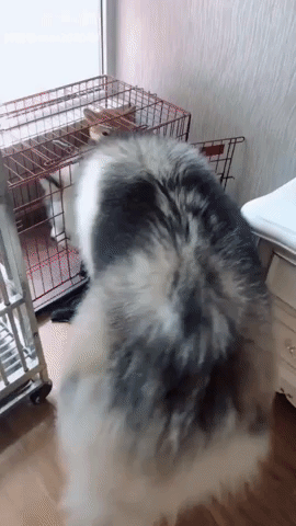 Video gif. A giant husky smushes himself in with a smaller dog in a small cage. He pops back out of the cage, and the smaller dog emerges from beneath his legs.