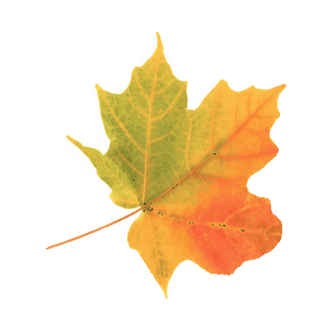 fall leaves STICKER by imoji