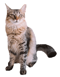 romeuemalelo cat cats gato gatos Sticker