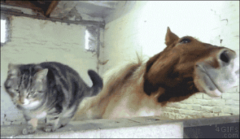 gatos GIF