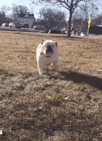 drake mascot GIF by DrakeUGriff