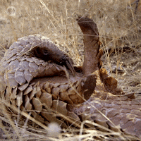 Pbs Nature Armadillo GIF by Nature on PBS