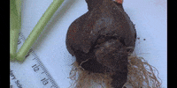 Flower Education GIF by DIIMSA Stock