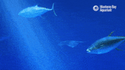 Sea Turtle Swimming GIF by Monterey Bay Aquarium