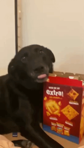 A Dog Eat Cheez-Its World: Pooch Wolfs Down on Snack