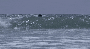 san diego beach GIF by Much