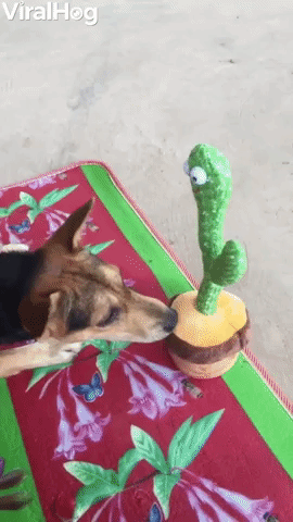Dog Is Unsure About Mimicking Toy