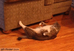 cat crunches GIF