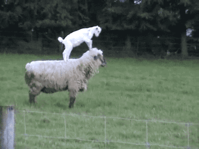 goat lamb GIF