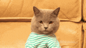 Cat Love GIF by No Hate Speech Movement Deutschland
