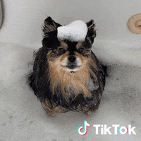 Cane GIF by TikTok Italia