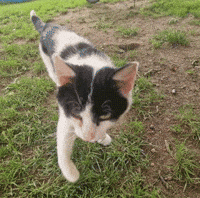 Cat Mikes GIF
