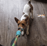 Jack Russell GIF