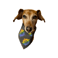 Rainbow Daschund Sticker by Geekster Pets