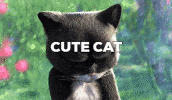 blogpendidikan giphygifmaker cat GIF