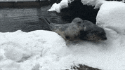 etats-unis usa GIF by BFMTV