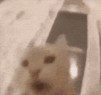 Cat Zoom GIF